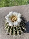 Gymnocalycium spec.